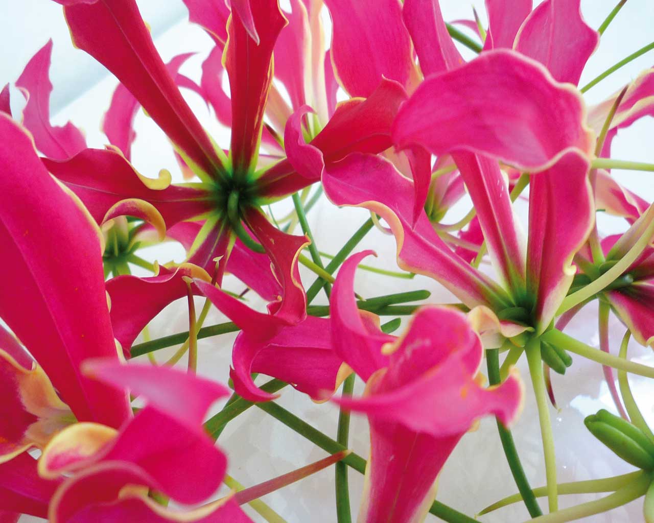 Blumenevent