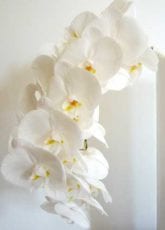 Blumenstrauss